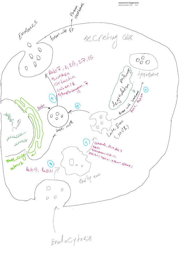 Hand-drawn sketch of exosome biogenesis inside a secreting cell, with an enlarged exosome showing its contents