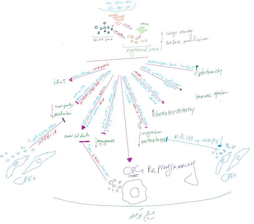 Hand-drawn sketch of MSC-derived exosomes acting on a tumor