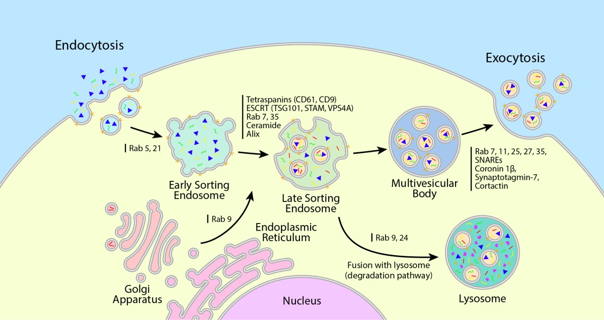 Exosome Biogenesis: The Endosomal&nbsp;Route