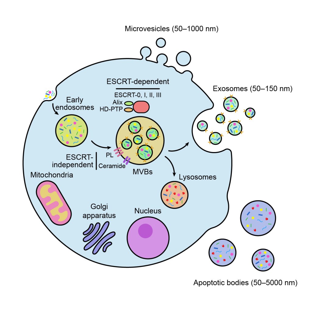 Extracellular Vesicle Types: Exosomes, Microvesicles and Apoptotic&nbsp;Bodies