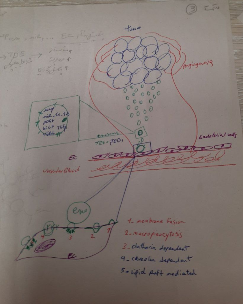 Hand-drawn sketch of a tumor releasing exosomes toward a blood vessel