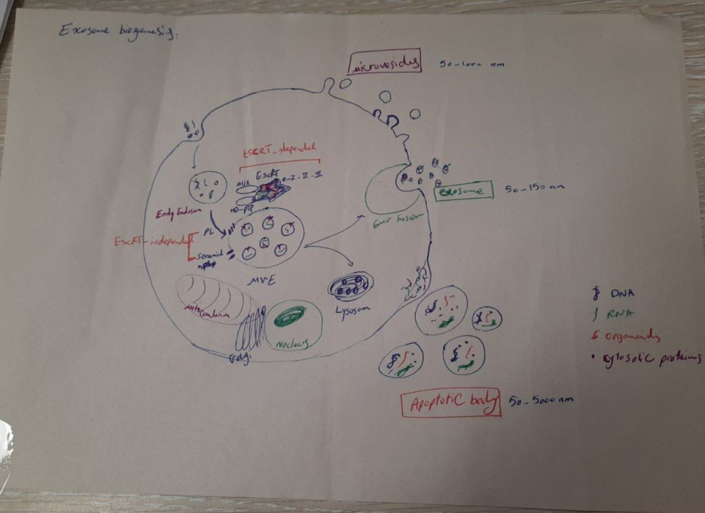 Hand-drawn sketch of a cell releasing exosomes, microvesicles and apoptotic bodies