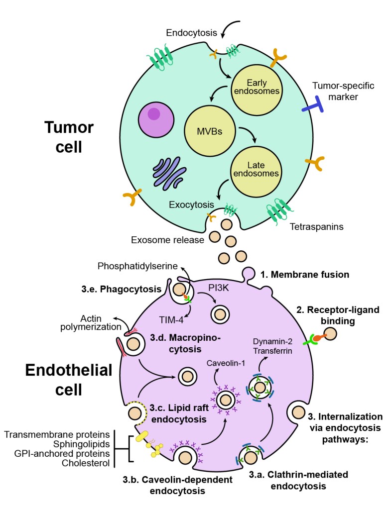 How Cells Take Up Exosomes: Seven Entry&nbsp;Routes