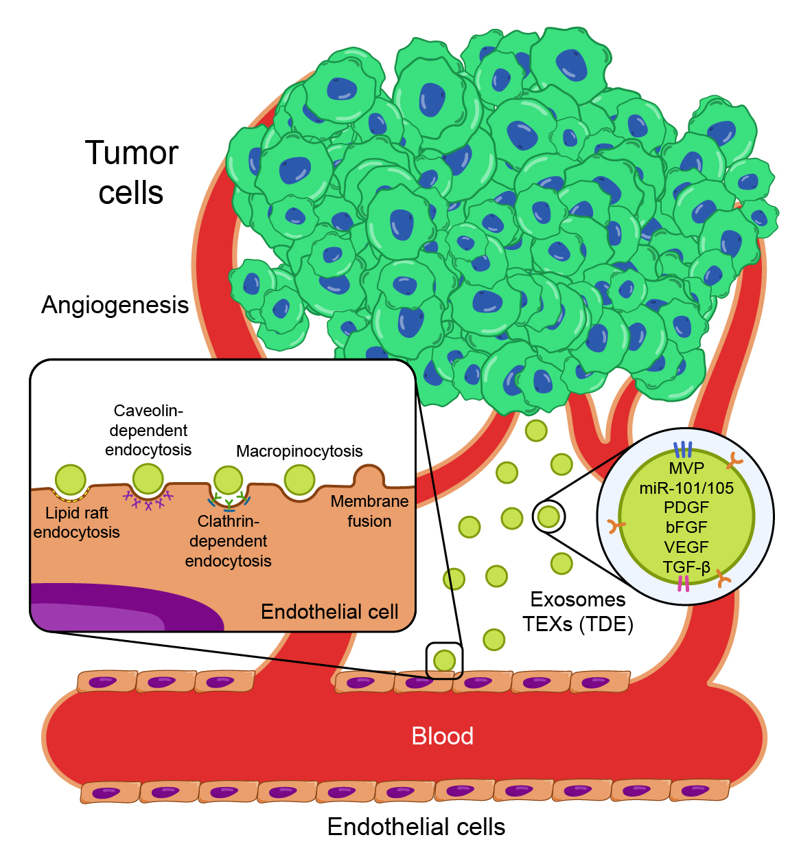 Tumor-Derived Exosomes and&nbsp;Angiogenesis