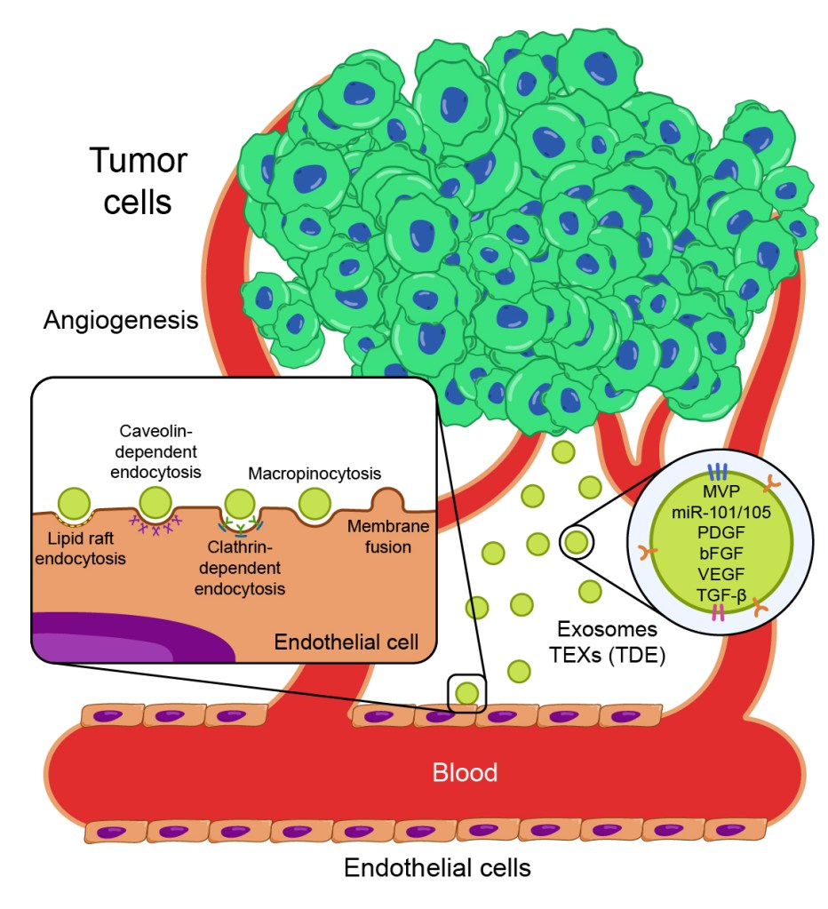 Tumor-Derived Exosomes and&nbsp;Angiogenesis