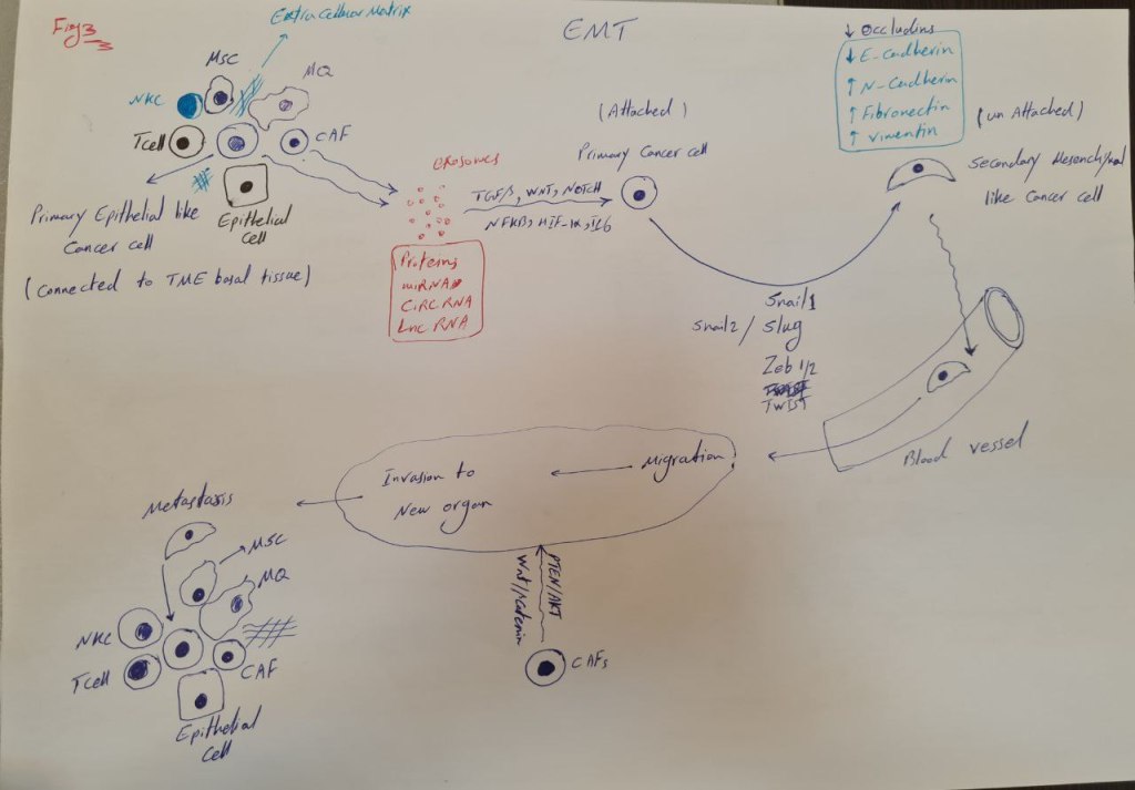 Hand-drawn sketch of epithelial cancer cells changing into mesenchymal cells and entering a blood vessel