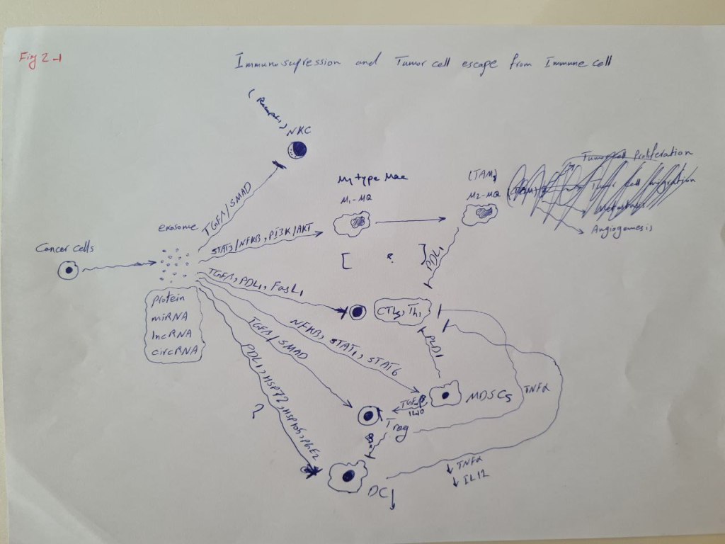 Hand-drawn sketch of immune escape driven by tumor exosomes