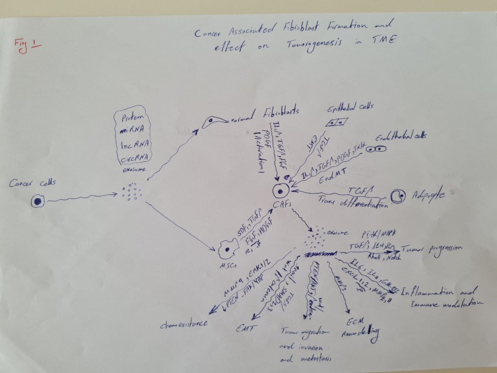 Hand-drawn sketch of cancer-associated fibroblasts arising from different cell types and releasing exosomes