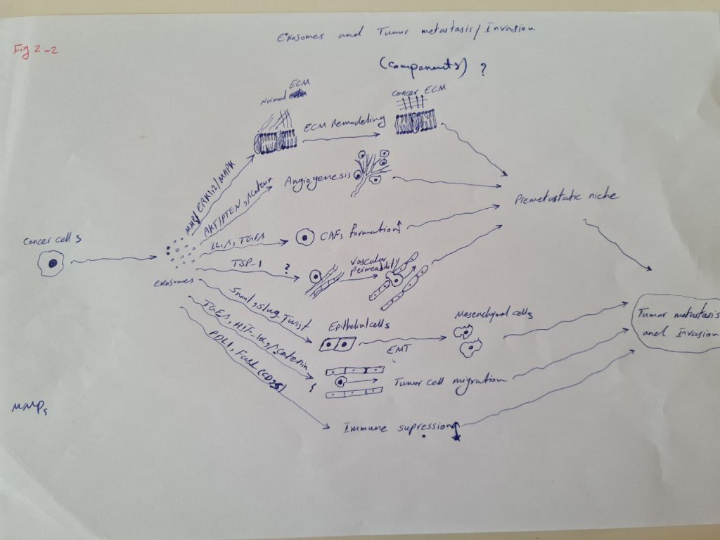 Hand-drawn sketch of tumor angiogenesis driven by tumor exosomes
