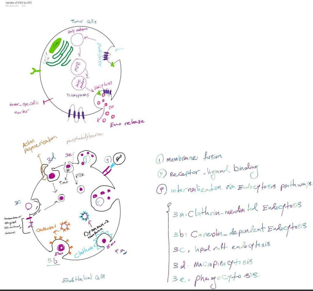 Hand-drawn sketch of a tumor cell releasing exosomes and an endothelial cell taking them up by several routes