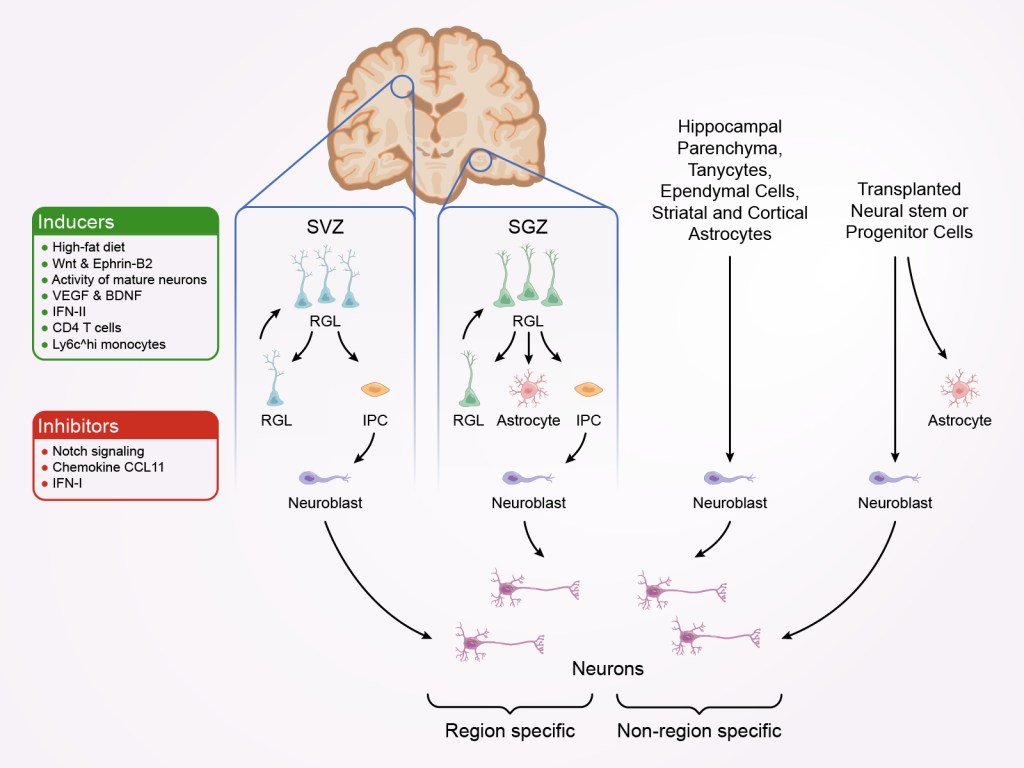 Adult Neurogenesis: Where New Neurons Come&nbsp;From