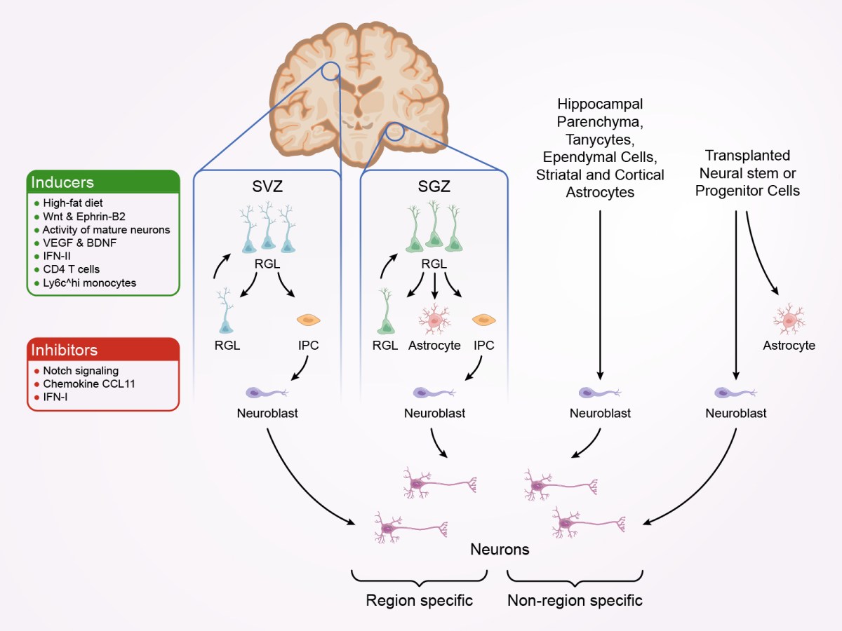 Adult Neurogenesis: Where New Neurons Come&nbsp;From