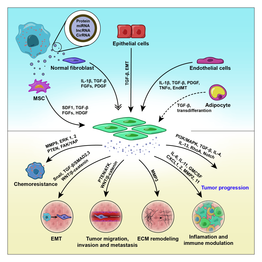 First draft of the cancer-associated fibroblast figure, with green fibroblasts, red epithelial cells and a blue cancer cell