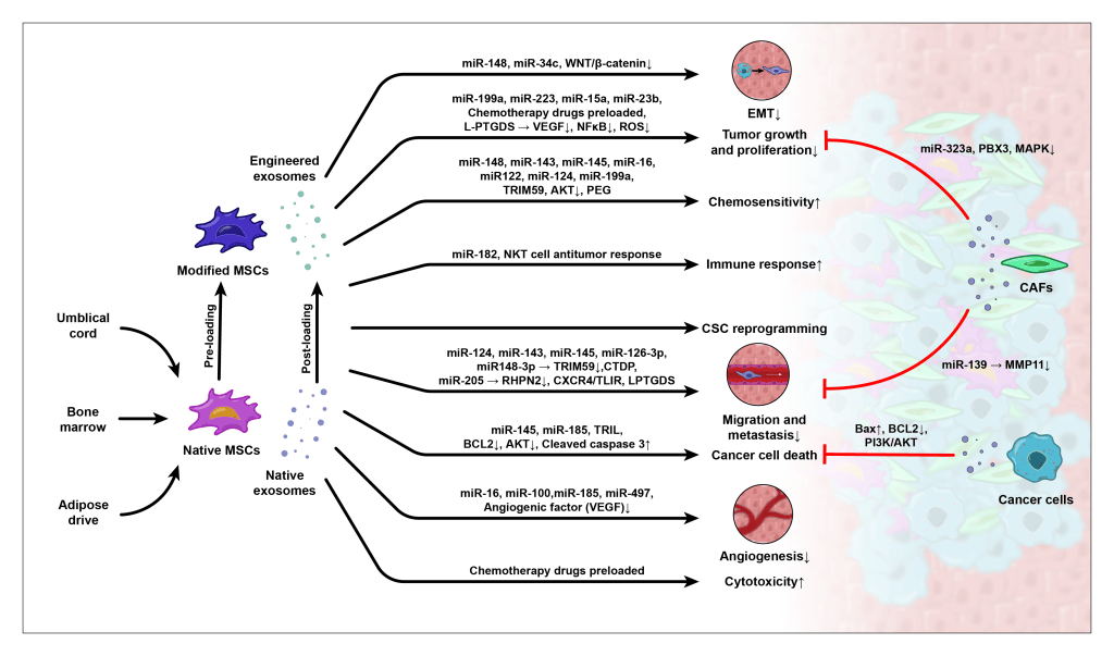 First draft of the MSC-derived exosome figure, with brighter colors and red inhibition lines from the CAFs and cancer cells