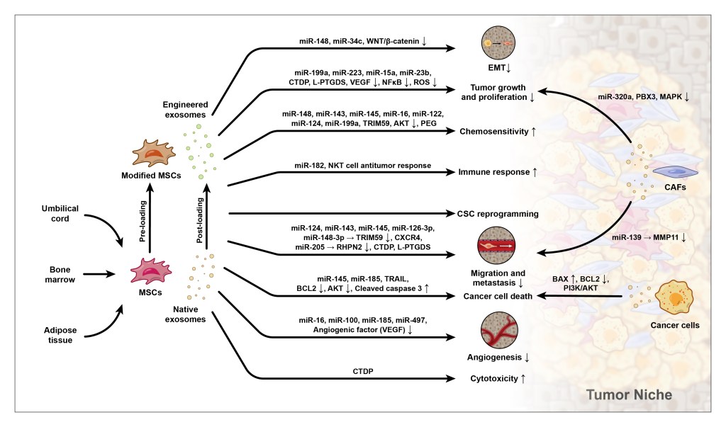 Anti-Tumor Effects of MSC-Derived&nbsp;Exosomes