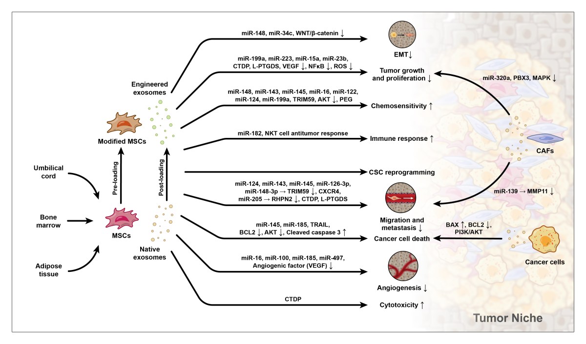 Anti-Tumor Effects of MSC-Derived&nbsp;Exosomes