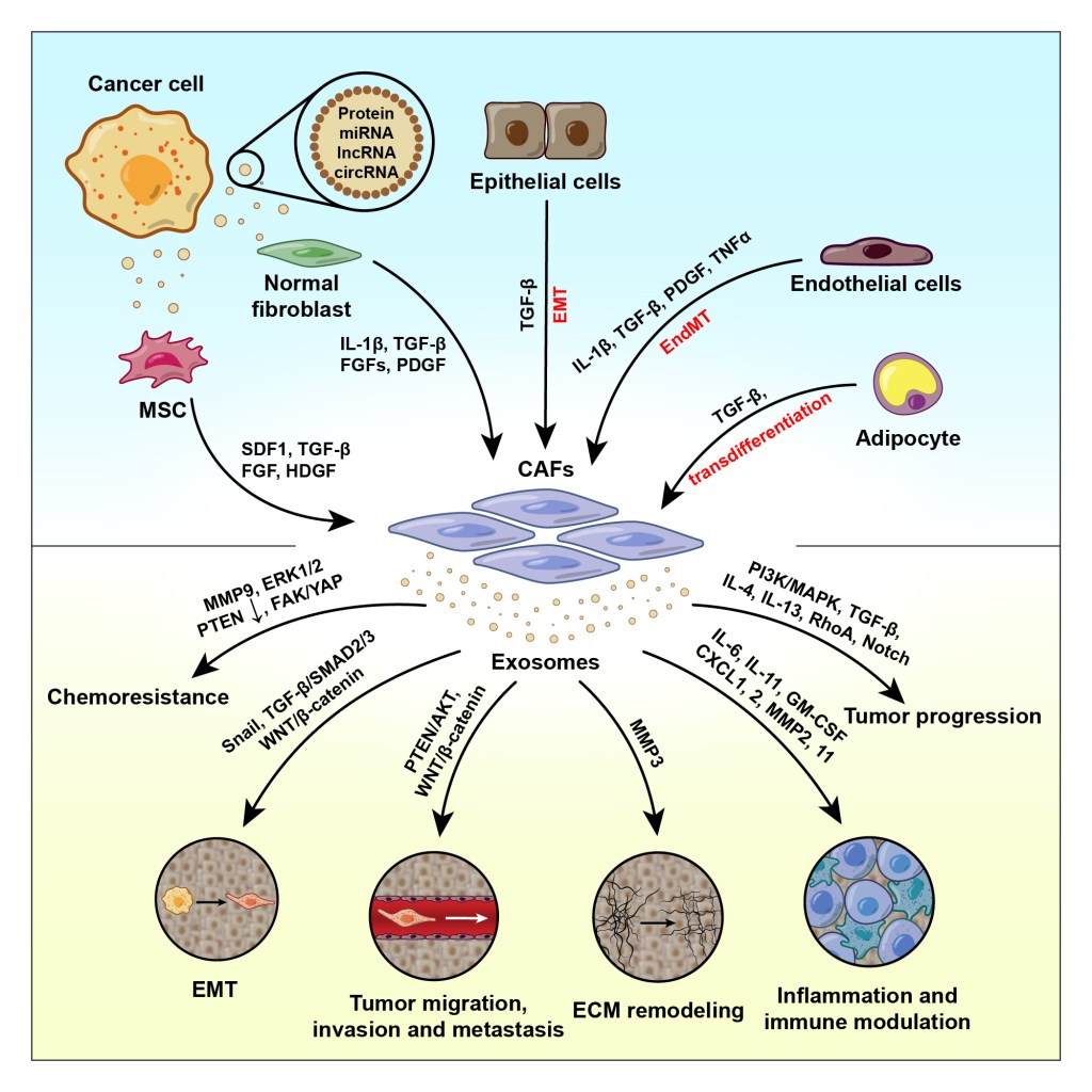 Cancer-Associated Fibroblasts: Where They Come From and What Their Exosomes&nbsp;Do