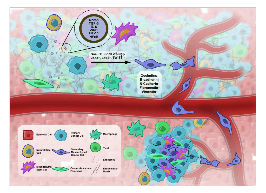 Initial draft of the EMT figure, with a pink epithelium, teal cancer cells and purple mesenchymal cells