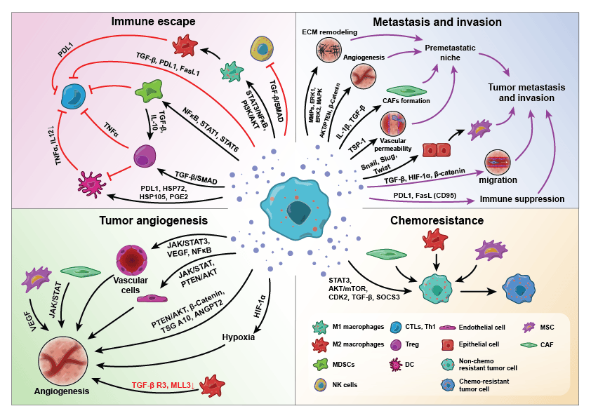 Initial draft of the four-quadrant figure on the oncogenic effects of tumor exosomes, with saturated colors and a large central tumor cell