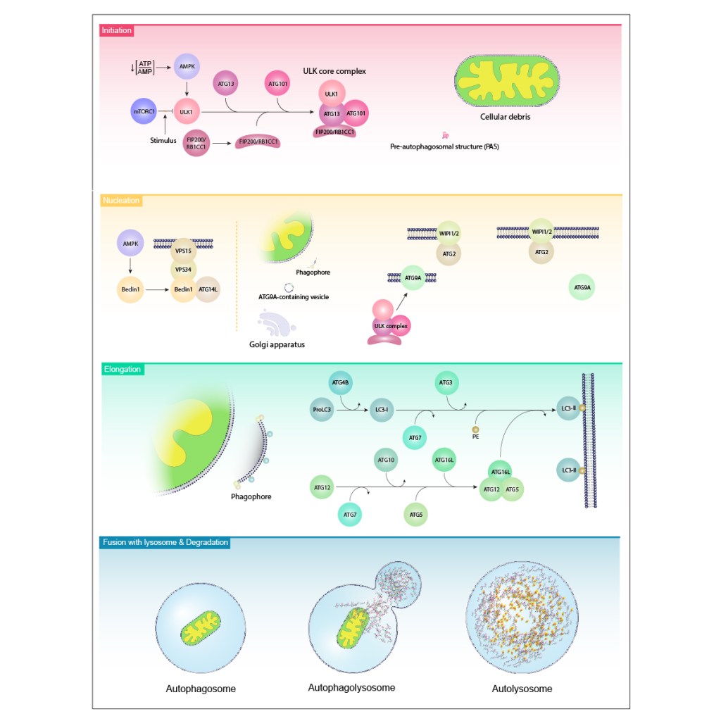 Autophagy Step by Step: From Initiation to&nbsp;Degradation