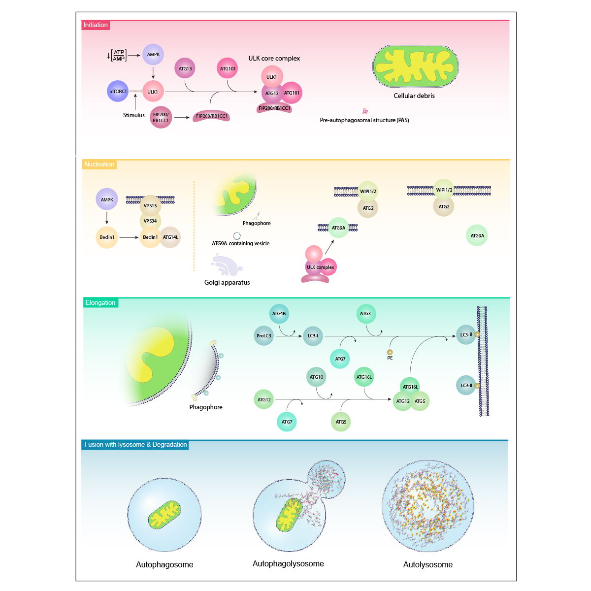 Autophagy Step by Step: From Initiation to&nbsp;Degradation