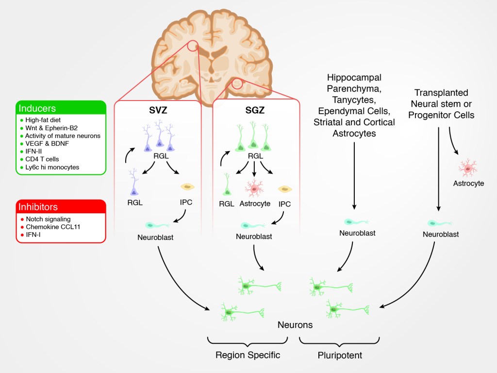 First draft of the adult neurogenesis figure with the niches and lineages in place
