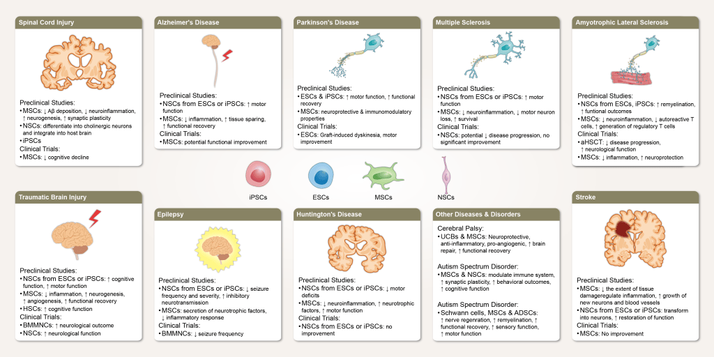 Alternative color version of the stem cell therapy figure on a bone-colored background