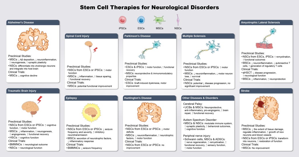 Stem Cell Therapies for Neurological Disorders: A Ten-Disease&nbsp;Overview