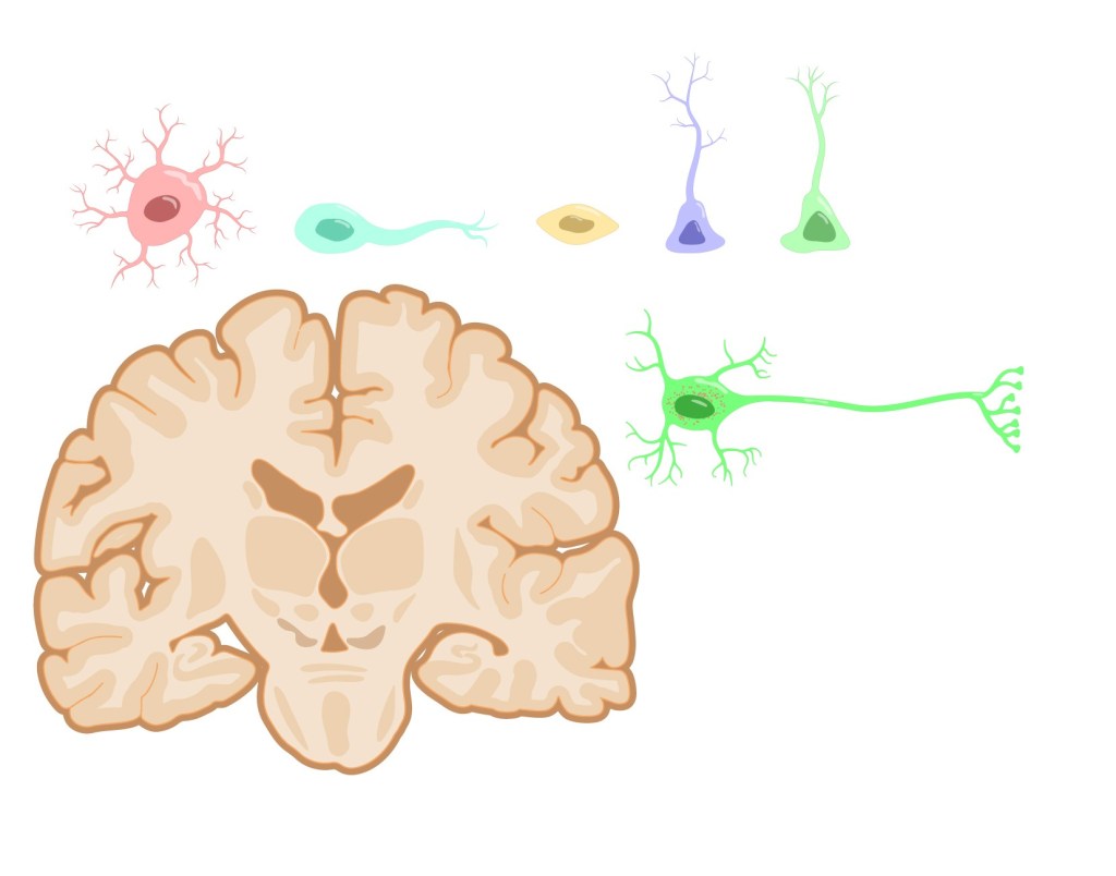 Draft of the individual cell elements for the adult neurogenesis figure, drawn in Adobe Illustrator