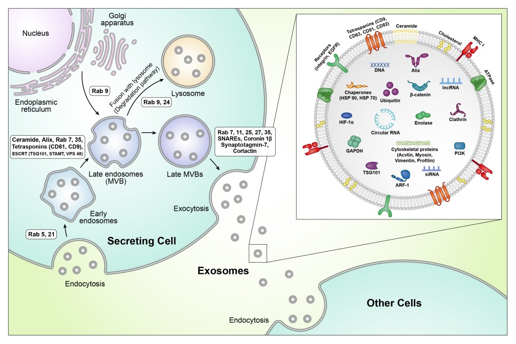 Exosome Biogenesis and Cargo: From Endosome to Secreted&nbsp;Vesicle
