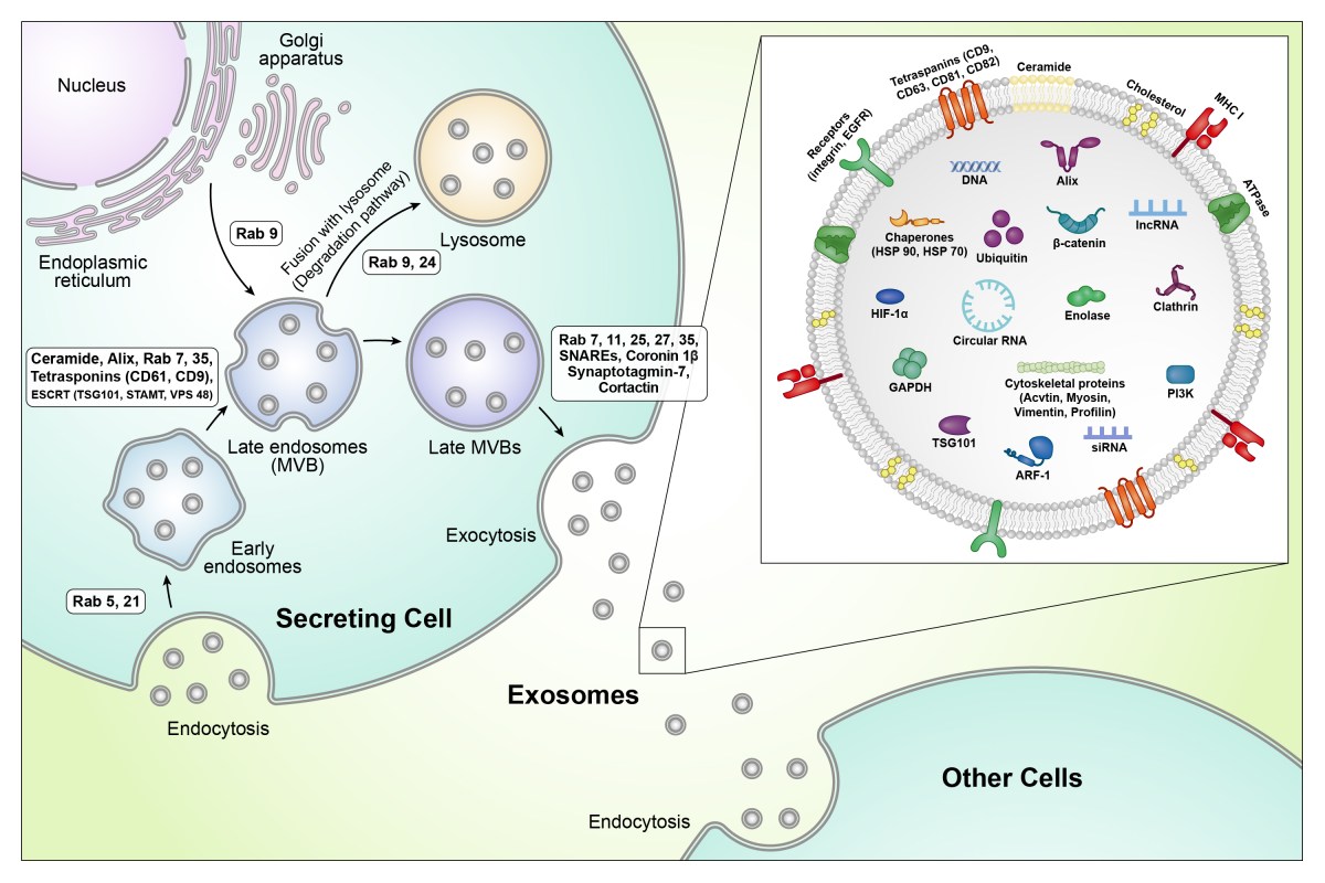 Exosome Biogenesis and Cargo: From Endosome to Secreted&nbsp;Vesicle