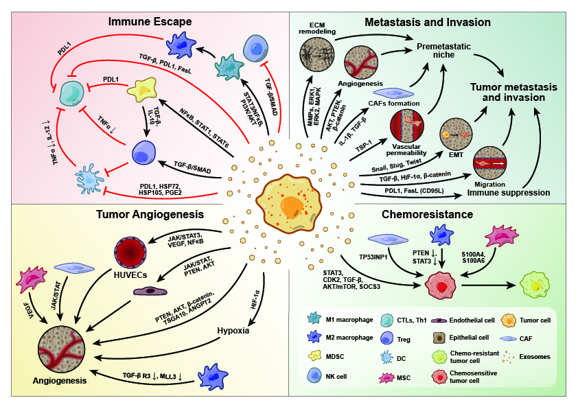 Four-quadrant illustration of how tumor exosomes drive immune escape, metastasis and invasion, tumor angiogenesis and chemoresistance around a central tumor cell, with a shared cell legend