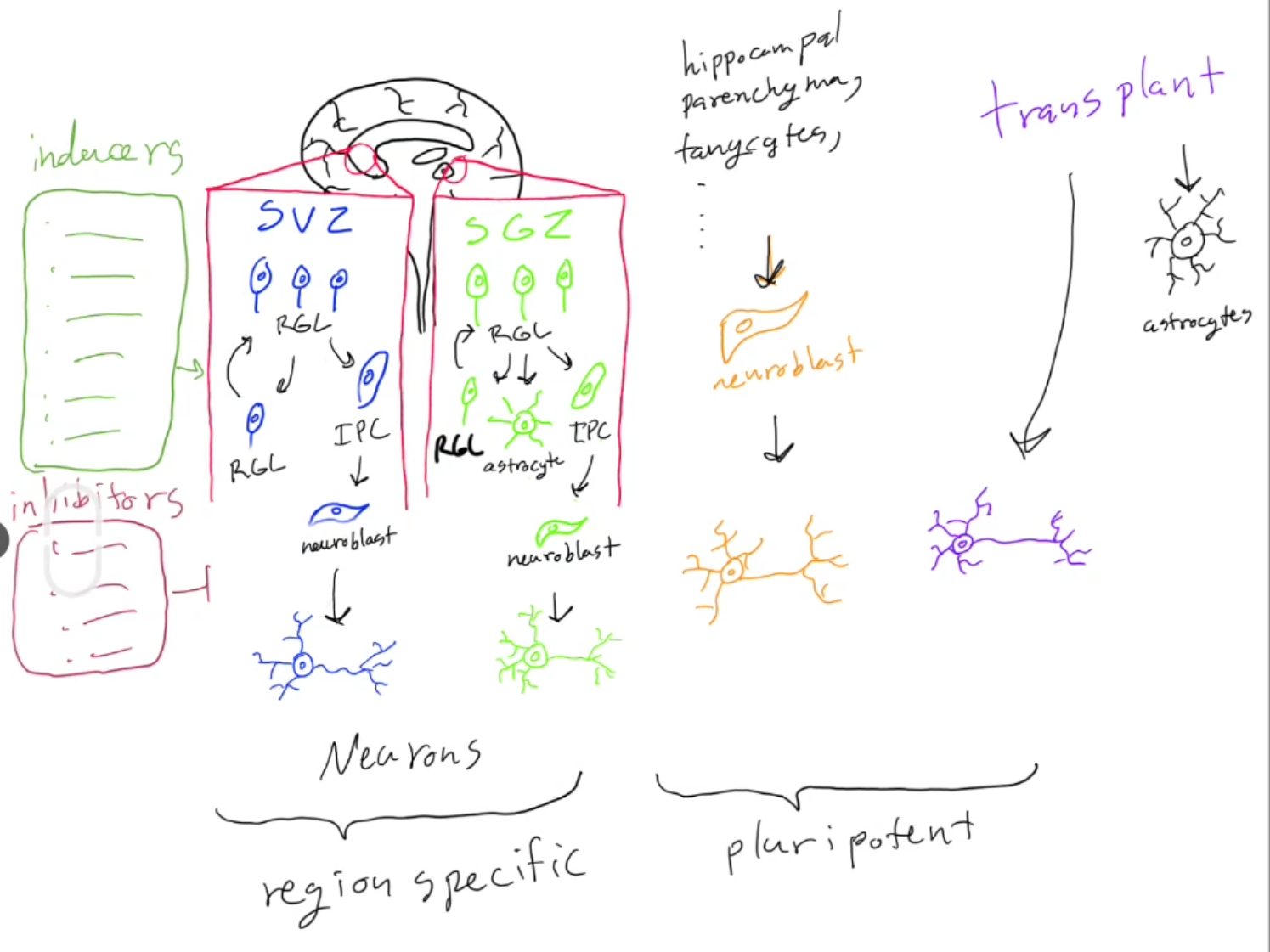Hand-drawn sketch of adult neurogenesis showing the SVZ and SGZ niches and the lineage from stem cells to neurons