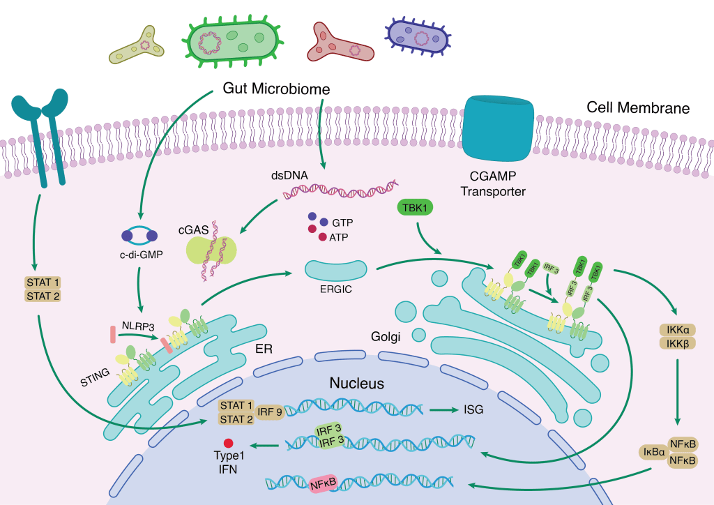 First draft of a cGAS-STING pathway illustration showing cytosolic DNA sensing, STING activation on the ER, and downstream interferon signaling