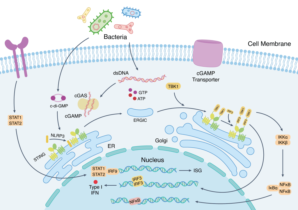 The cGAS–STING Pathway: How Cells Detect Foreign&nbsp;DNA