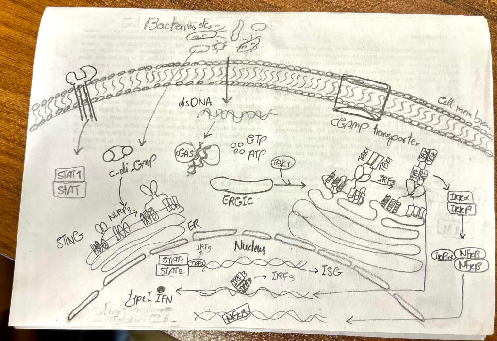 Researcher's hand-drawn sketch of the cGAS-STING innate immune signaling pathway