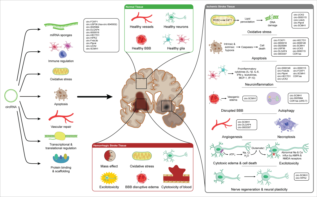 Circular RNAs in Stroke: Mechanisms Across Hemorrhagic and Ischemic&nbsp;Injury