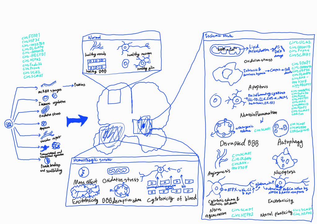 Hand-drawn layout sketch for the circRNA in stroke figure, planning the circRNA functions on the left, a central brain section, and panels for normal tissue, hemorrhagic stroke and ischemic stroke